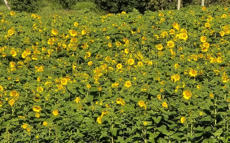 sunflowers